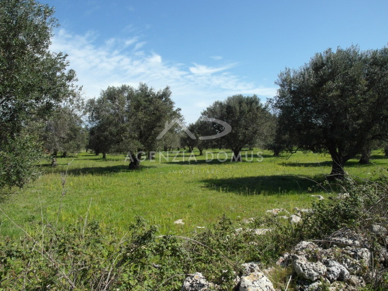 Immagine 1 di Terreno in vendita  a Racale