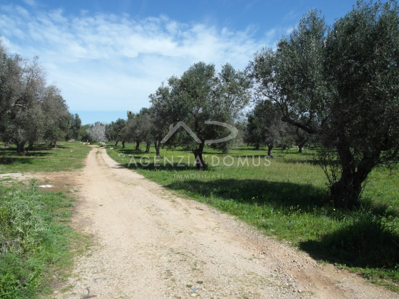 Immagine 5 di Terreno in vendita  a Racale