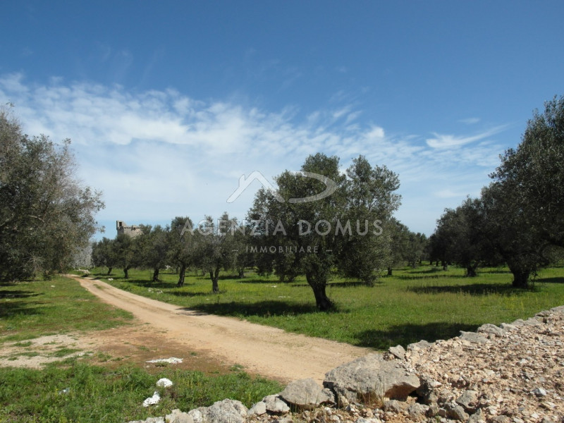 Immagine 6 di Terreno in vendita  a Racale