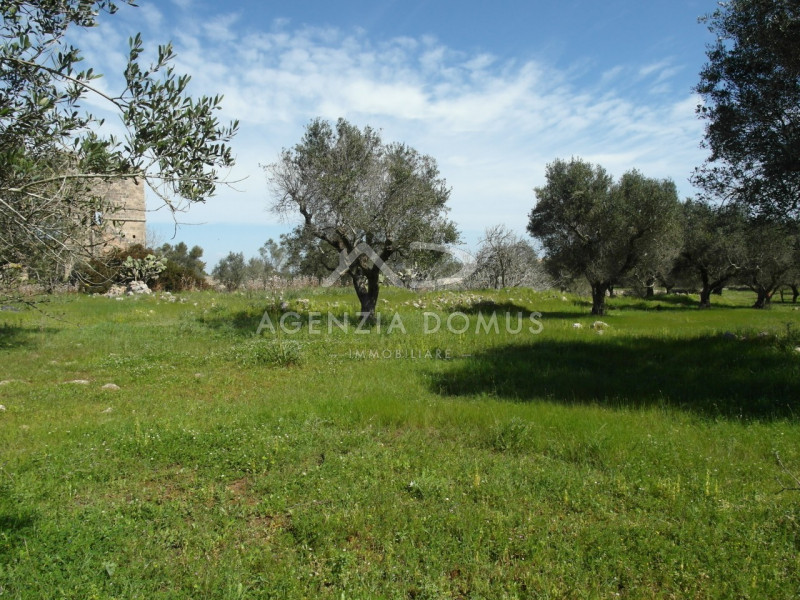 Immagine 10 di Terreno in vendita  a Racale