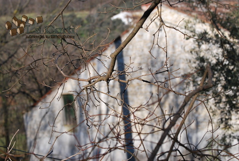 Immagine 10 di Rustico / casale in vendita  a Val Liona