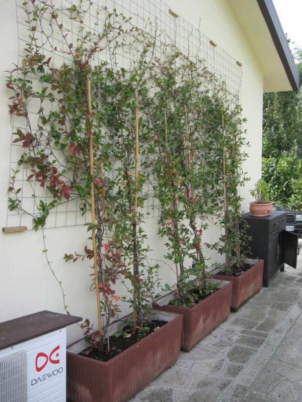 Immagine 11 di Villa in affitto  in telo, tramonte,  via pozzacale a Abano Terme