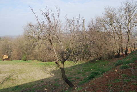 Immagine 6 di Terreno in vendita  a Val Liona