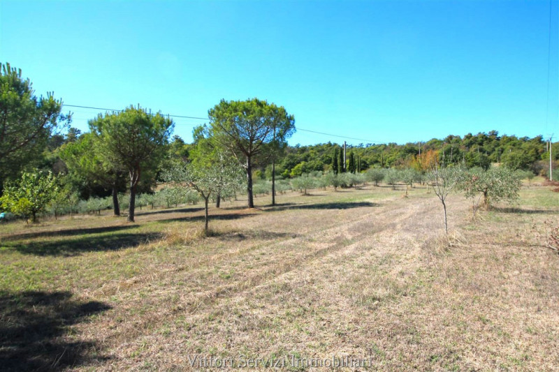 Immagine 64 di Rustico / casale in vendita  in sinalunga a Sinalunga