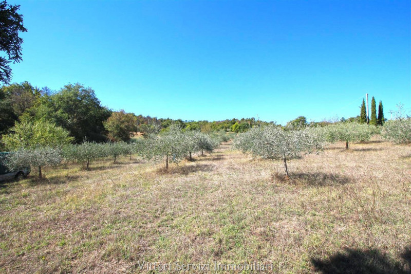 Immagine 67 di Rustico / casale in vendita  in sinalunga a Sinalunga