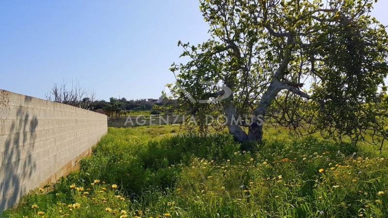 Immagine 6 di Terreno in vendita  in Via Vecchia Gallipoli a Alliste