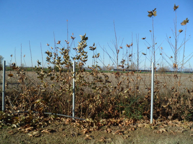 Immagine 8 di Terreno in vendita  in via alture a Torri Di Quartesolo