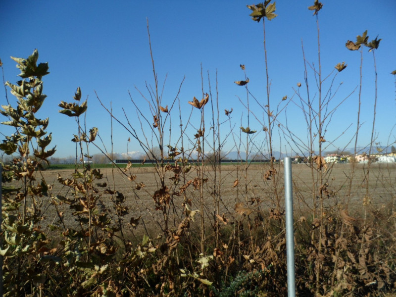 Immagine 9 di Terreno in vendita  in via alture a Torri Di Quartesolo