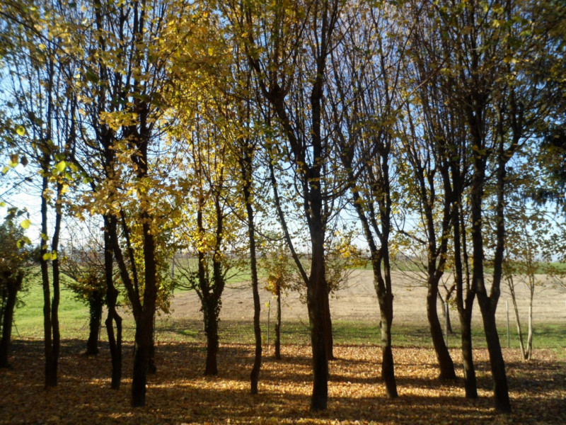 Immagine 13 di Terreno in vendita  in via alture a Torri Di Quartesolo
