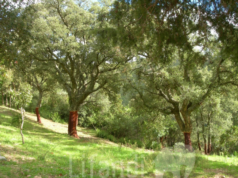 Immagine 7 di Villa in vendita  a Arzachena