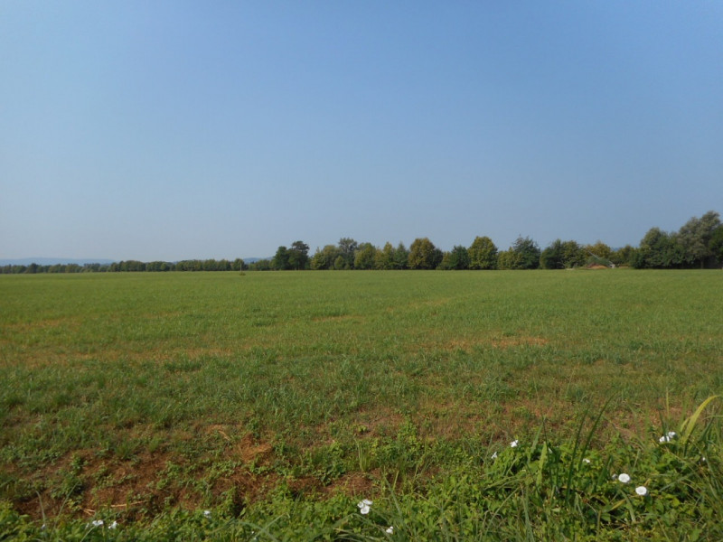 Immagine 6 di Terreno in vendita  in Via pagello a Caldogno
