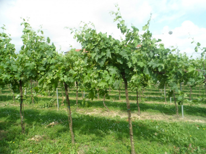 Immagine 9 di Terreno in vendita  in Via pagello a Caldogno