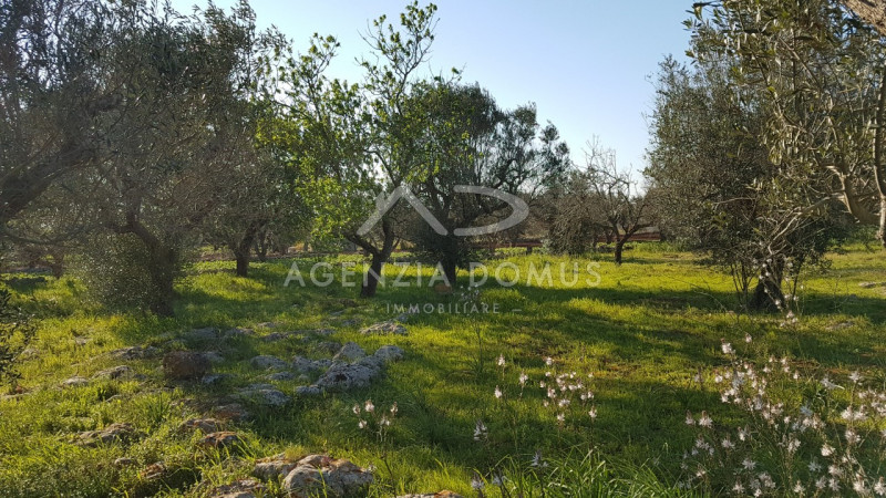 Immagine 5 di Terreno in vendita  a Racale