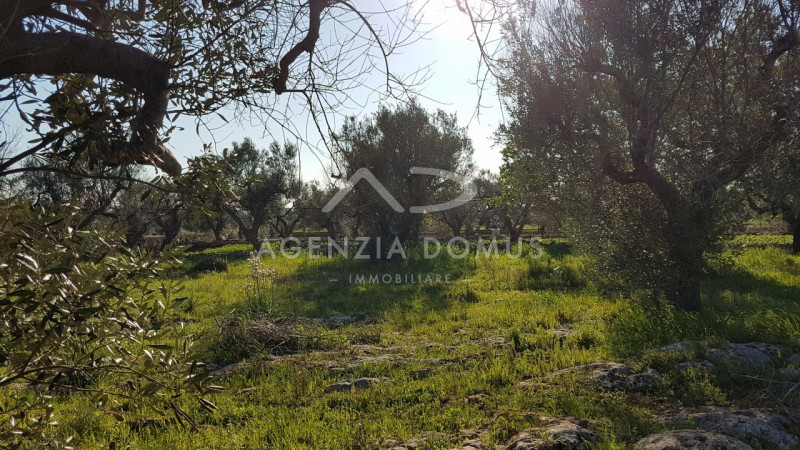 Immagine 6 di Terreno in vendita  a Racale