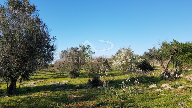 Immagine 7 di Terreno in vendita  a Racale