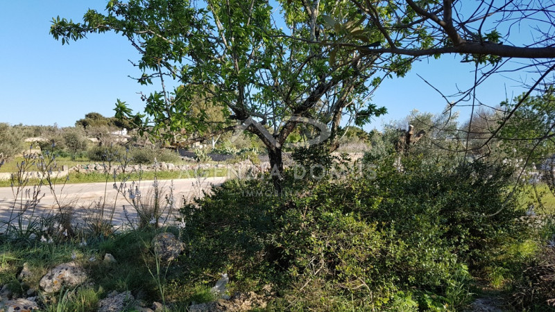 Immagine 8 di Terreno in vendita  a Racale