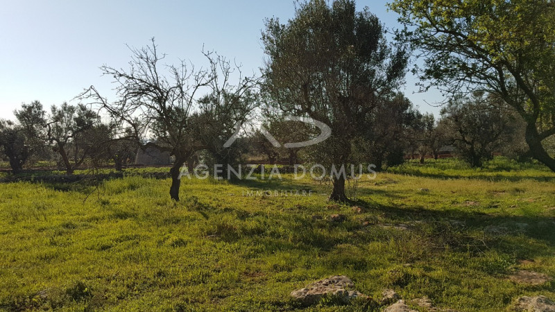 Immagine 9 di Terreno in vendita  a Racale