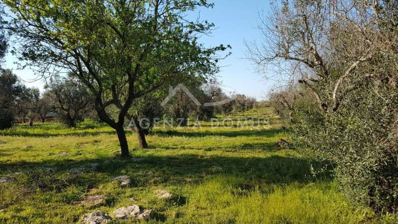 Immagine 10 di Terreno in vendita  a Racale