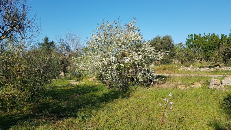 Immagine 11 di Terreno in vendita  a Racale