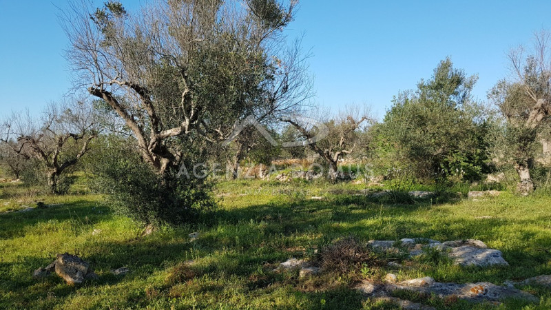 Immagine 12 di Terreno in vendita  a Racale