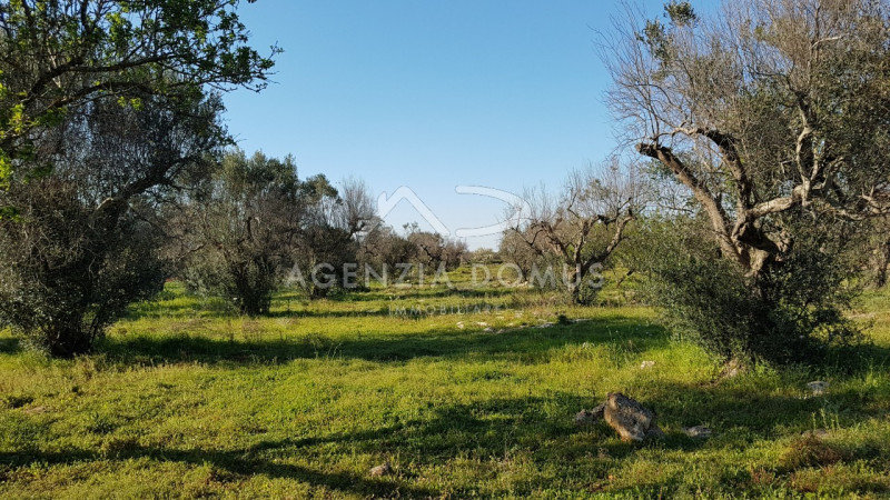 Immagine 13 di Terreno in vendita  a Racale