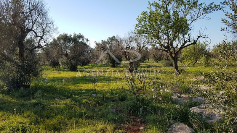Immagine 14 di Terreno in vendita  a Racale
