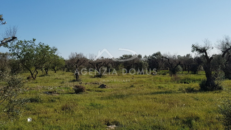 Immagine 20 di Terreno in vendita  a Racale
