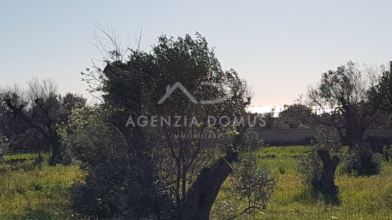 Immagine 21 di Terreno in vendita  a Racale