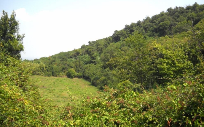 Immagine 6 di Rustico / casale in vendita  in pirio a Teolo