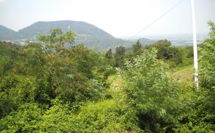 Immagine 13 di Rustico / casale in vendita  in pirio a Teolo