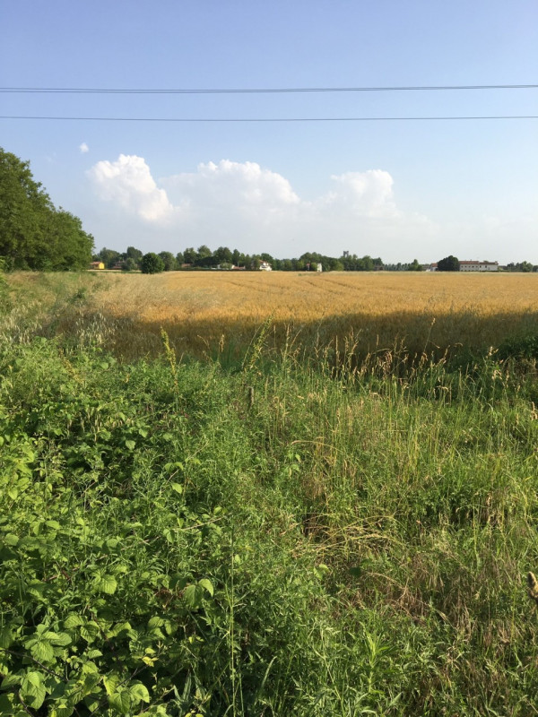 Immagine 1 di Terreno in vendita  in via conselvana a Masera' Di Padova