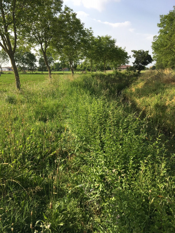 Immagine 4 di Terreno in vendita  in via conselvana a Masera' Di Padova
