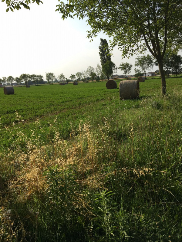 Immagine 5 di Terreno in vendita  in via conselvana a Masera' Di Padova