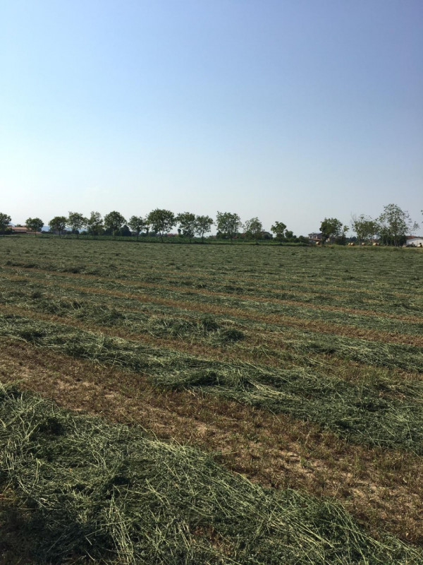 Immagine 8 di Terreno in vendita  in via conselvana a Masera' Di Padova