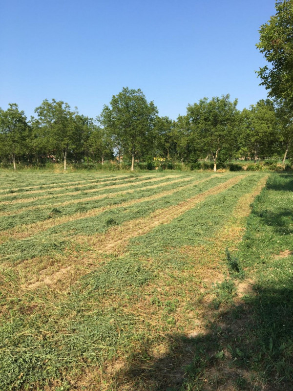 Immagine 10 di Terreno in vendita  in via conselvana a Masera' Di Padova