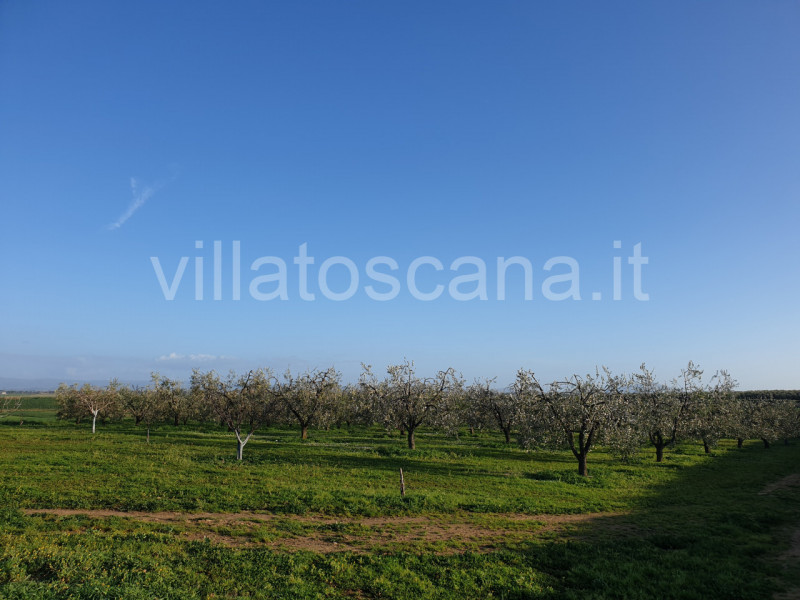 Immagine 43 di Rustico / casale in vendita  a Castiglione Della Pescaia