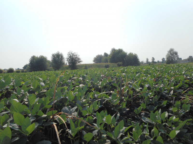 Immagine 12 di Terreno in vendita  in via gardellina a Caldogno