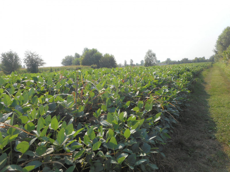 Immagine 13 di Terreno in vendita  in via gardellina a Caldogno