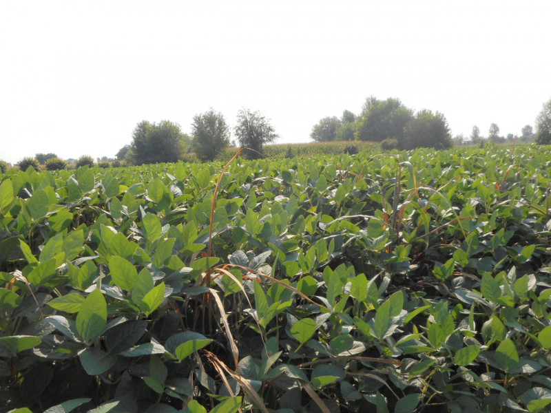 Immagine 14 di Terreno in vendita  in via gardellina a Caldogno