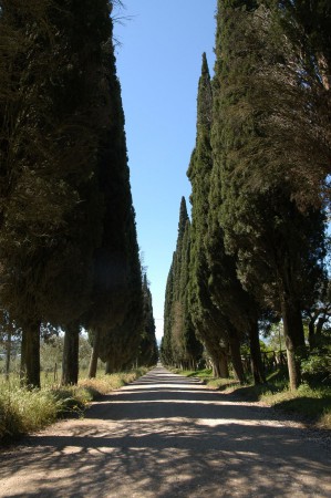 Immagine 12 di Rustico / casale in vendita  in Località Pischiello a Passignano Sul Trasimeno