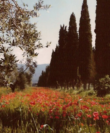 Immagine 13 di Rustico / casale in vendita  in Località Pischiello a Passignano Sul Trasimeno