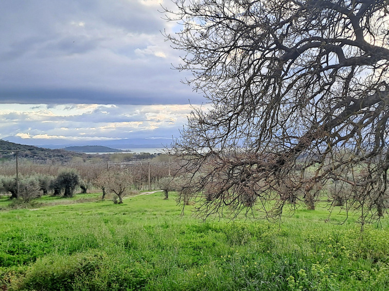 Immagine 26 di Rustico / casale in vendita  in Località Pischiello a Passignano Sul Trasimeno