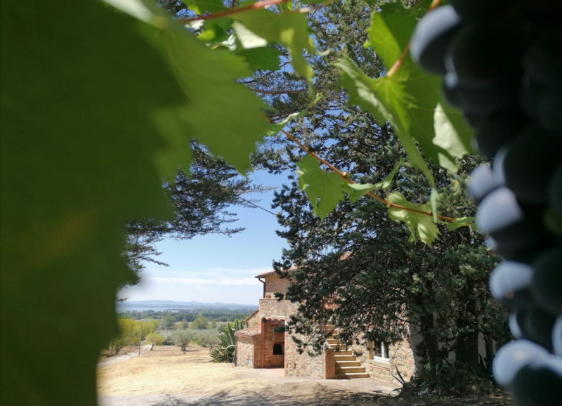 Immagine 30 di Rustico / casale in vendita  in Località Pischiello a Passignano Sul Trasimeno