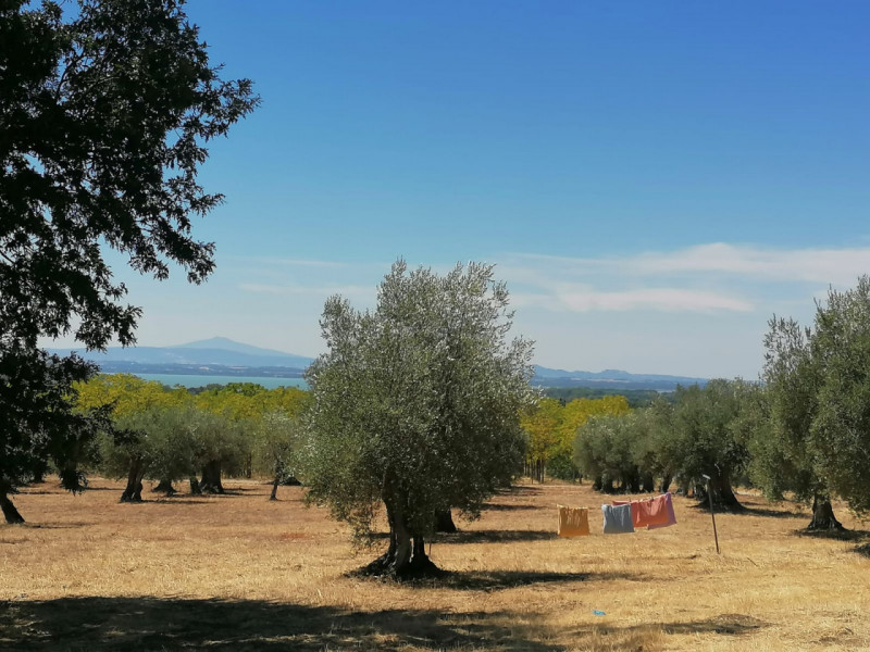 Immagine 31 di Rustico / casale in vendita  in Località Pischiello a Passignano Sul Trasimeno