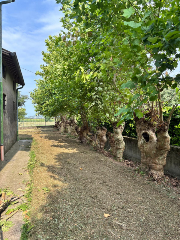 Immagine 9 di Rustico / casale in vendita  a Sossano