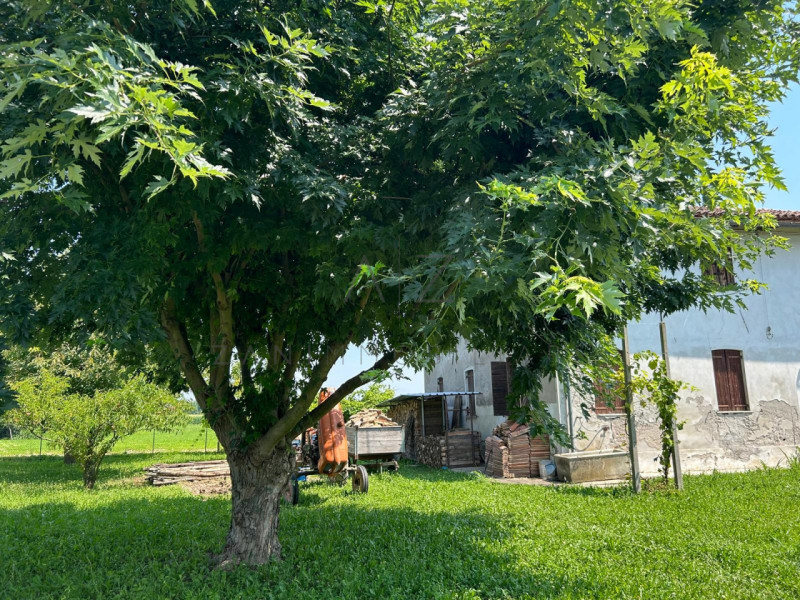 Immagine 3 di Rustico / casale in vendita  in Via Cervan a Castelfranco Veneto