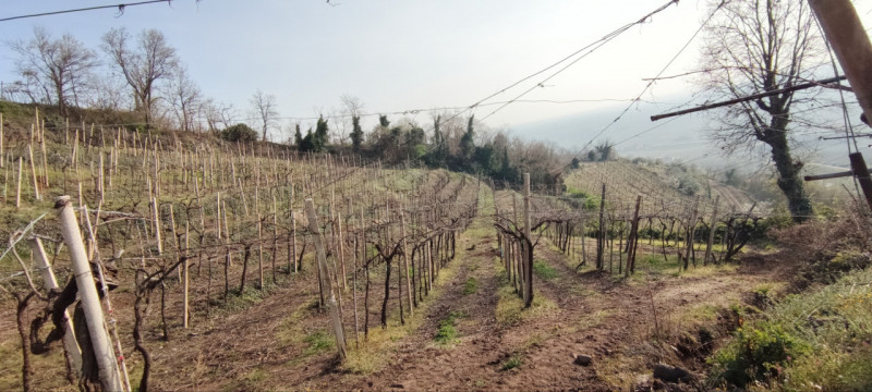 Immagine 2 di Terreno in vendita  in Via Soave a Soave