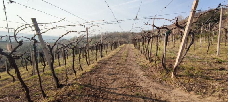 Immagine 3 di Terreno in vendita  in Via Soave a Soave
