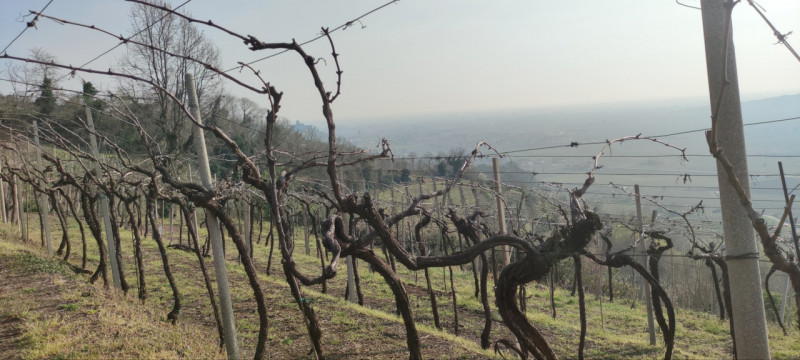 Immagine 4 di Terreno in vendita  in Via Soave a Soave