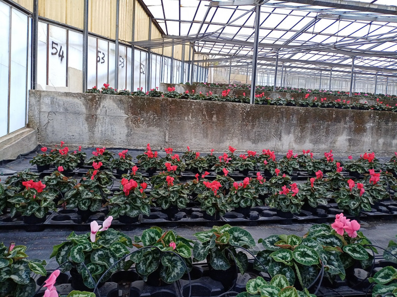 Immagine 6 di Terreno in vendita  in Via frantoi canai a San Remo